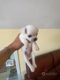 Chihuahua a pelo medio