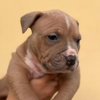 Cuccioli di Pitbull