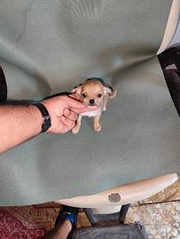 Chihuahua Toy mini maschio