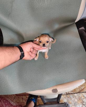Chihuahua Toy mini maschio
