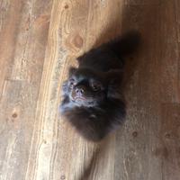 Chihuahua maschio per accoppiamento