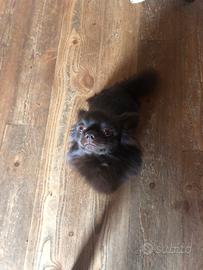 Chihuahua maschio per accoppiamento