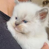 Cuccioli ragdoll con pedigree per Natale
