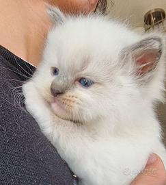 Cuccioli ragdoll con pedigree per Natale
