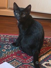 Gattino nero