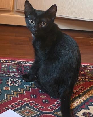 Gattino nero
