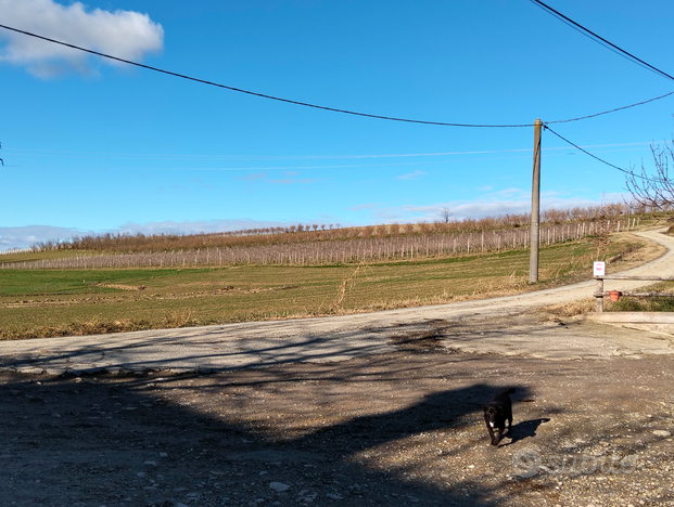 Vendita terreno vitato a barbera