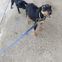 Cucciola jack terrier