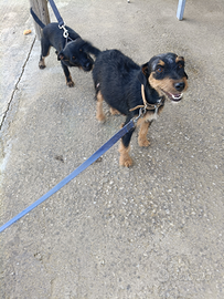 Cucciola jack terrier