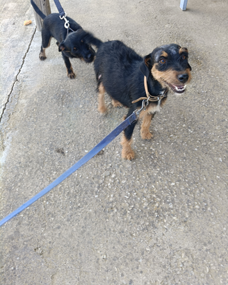 Cucciola jack terrier