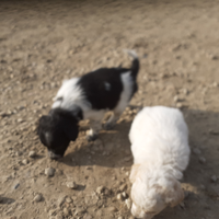 Disponibili cuccioli di cane taglia piccola