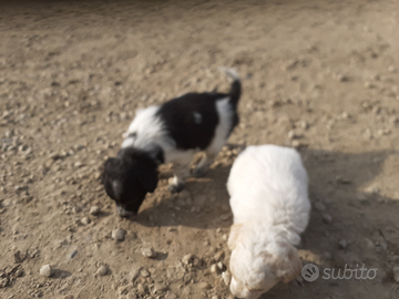 Disponibili cuccioli di cane taglia piccola