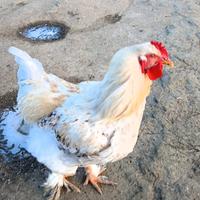 Galli Brahma - Prato