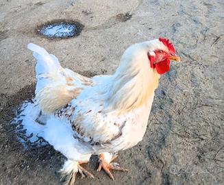 Galli Brahma - Prato