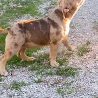 American Bully Femmina