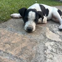 Adozione Cuccioli di Amstaff