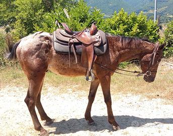 Cavallo appalosa