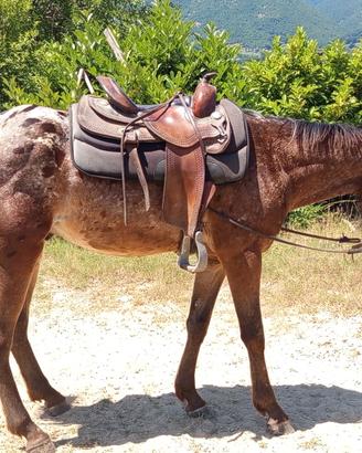 Cavallo appalosa