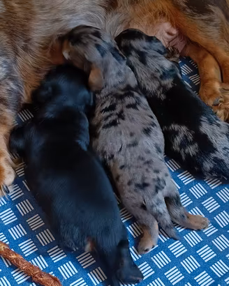 Bassotto tedesco nano pelo lungo