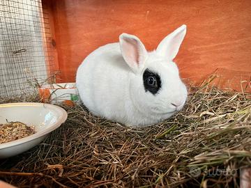 Coniglio nano da compagnia