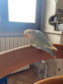 Inseparabili allevati a mano