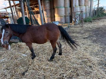 Pony