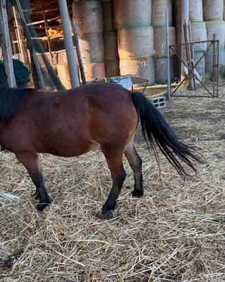 Pony