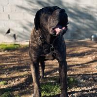 Dogo/Presa canario