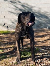 Dogo/Presa canario
