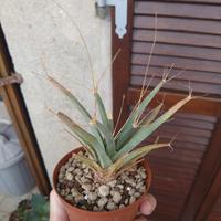 Leuchtenbergia principis. Pot 9 cm Piante Grasse 