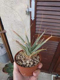 Leuchtenbergia principis. Pot 9 cm Piante Grasse 