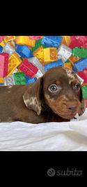 Bassotto tedesco kaninchen merle