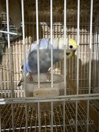 Cocoriti