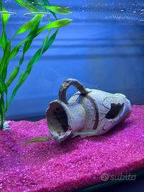 2 Danio zebrati