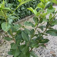 Piante di lauroceraso