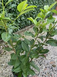 Piante di lauroceraso