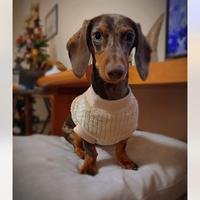 Bassotto arlecchino cioccolato Kaninchen per monta