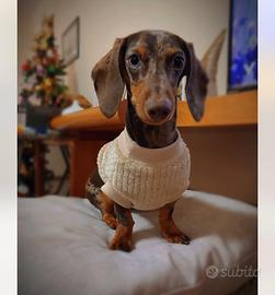 Bassotto arlecchino cioccolato Kaninchen per monta