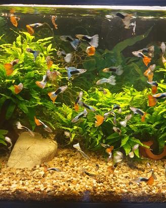pesci tropicali 
