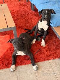 Amstaff con pedigree