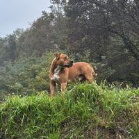 Cane pitbull di 2 anni