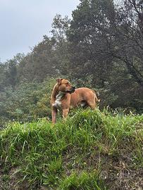 Cane pitbull di 2 anni