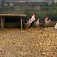 Galline ornamentali