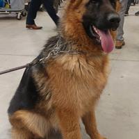 Pastore tedesco cucciolona