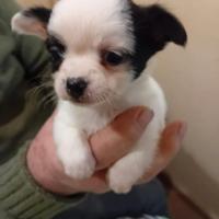 Chihuahua Toy pelo corto e lungo