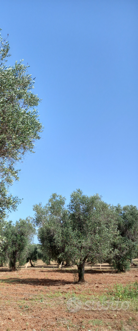 Terreno Agricolo Via Grandizia (Torre S. Susanna) - Vista 5