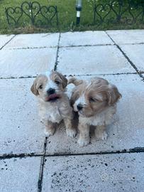 Cucciolata maltipoo