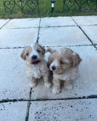 Cucciolata maltipoo