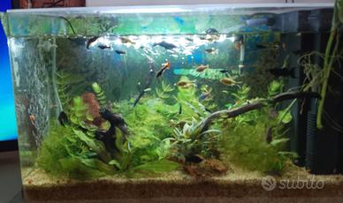 Aquario completo di pesci