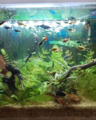 Aquario completo di pesci